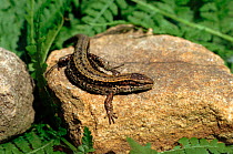 Viviparous lizard on gritstone England, South Yorkshire