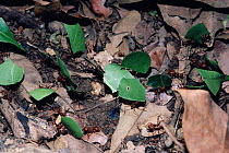 Leafcutting ants returning to nest carrying leaf pieces (Atta cephalotes) tropical rainforest, Costa Rica