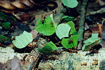 Leaf cutting ants returning to nest carrying pieces of leaf (Atta cephalotes) tropical rainforest, Costa Rica