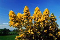 Gorse / Furze flowering, Scotland.