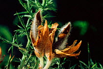Gorse pods releasing seeds (Ulex europaeus) Scotland Summer, seeds, Furze, Whin