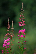 Rose bay willowherb / Fireweed flowers