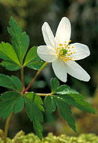 Wood Anemone flower, deciduous woodland (Anemone nemorosa) Scotland