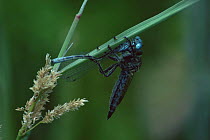 Robber fly (Asilidae) with Damselfly prey. France