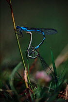 Common blue damselfly {Enallagma cyathigerum} pair mating. Yugoslavia