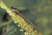 Small red damselfly (Ceriagrion tenellum), Italy