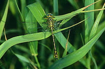 Yellow legged club tailed dragonfly (Gomphus flavipes) Germany