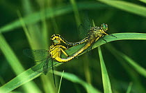 Yellow legged club tailed dragonflies mating (Gomphus flavipes) Germany