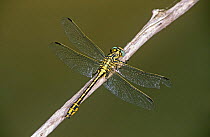 Yellow club tailed dragonfly, male (Gomphus simillimus) France