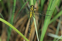 Club tailed dragonfly (Gomphus vulgatissimus) female on grasses, Germany