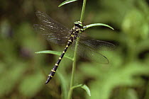 Sombre goldenring dragonfly (Cordulegaster bidentata) male, Provence, France