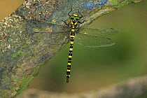 North African golden ringed dragonfly (Cordulegaster boltoni algericus), France