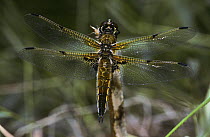 Four spotted libellula dragonfly, male (Libellula quadrimaculata) Lake Neusiedl, Austria