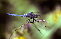 Keeled skimmer dragonfly, male (Orthetrum coerulescens) former Yugoslavia