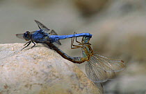 Southern skimmer dragonflies (Orthetrum brunneum) mating. France, Europe