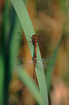 Common darter dragonfly pair, Germany