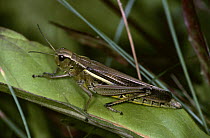 Female Grasshopper (Mecostethus grossus) on leaf, Yugoslavia