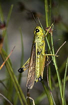 Male Grasshopper (Mecostethus grossus) Yugoslavia