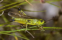 Grasshopper, male (Mecostethus grossus) former Yugoslavia