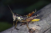 Male Grasshopper (Podisma pedestris) Yugoslavia