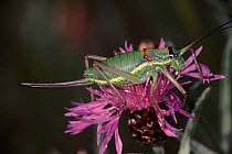 Grasshopper (Ephippiger ephippiger) female on thistle. Yugoslavia, Europe