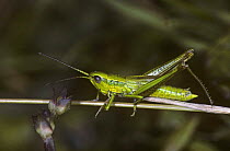 Small gold grasshopper, male (Chrysochraon brachyptera) former Yugoslavia