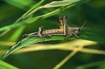 Lesser marsh grasshopper, female moulting shedding old skin (Chorthippus albomarginatus)Germany