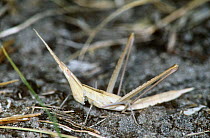 Stick insect on ground (Acrida mediterranea) former Yugoslavia