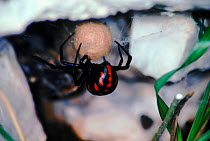 Black widow spider (Latrodectus mactans) with egg ball Yugoslavia