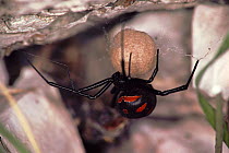 Black widow spider with egg ball (Latrodectus mactans) Europe