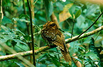 Mountain owlet nightjar. Irian Jaya / West Papua. Arfak mountains. Western Guinea