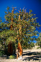 Bristlecone pine, ancient tree (Pinus aristata) White Mountains California USA
