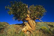 Bristlecone pine, ancient tree (Pinus aristata) White Mountains, California USA