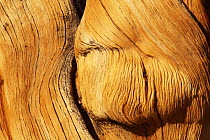 Bristlecone pine {Pinus aristata} detail of tree trunk, White Mountain, California, USA