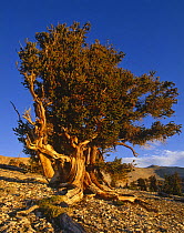Bristlecone pine (Pinus aristata) ancient tree, California USA N White Mountains, California, USA