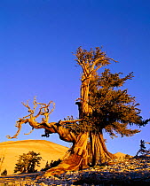Bristlecone pine ancient tree (Pinus aristata) White Mountain, California USA