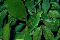 Common iguana juvenile in forest (Iguana iguana) Costa Rica