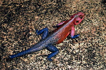 Agama lizard (Agama agama) male in breeding colours. Tanzania, East Africa