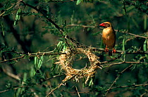 Male Red billed quelea at nest ring, Tsavo NP, Kenya