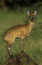 Klipspringer antelope (Oreotragus oreotragus) male standing alert on termite mount, Kruger NP, South Africa