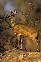 Klipspringer antelope (Oreotragus oreotragus) female standing on rock, Kruger NP, South Africa