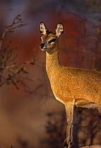Klipspringer antelope {Oreotragus oreotragus} female, Kruger NP, South Africa