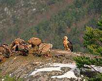 Bearded vulture (Gypaetus barbatus) and Griffon vulture (Gyps fulvus), Pyrenees, Spain, Europe