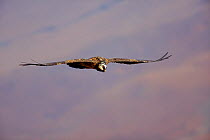 Immature Bearded vulture (Gypaetus barbatus) in flight. South Africa, Giants castle, Natal Drakensburg