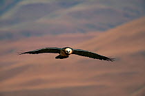 Bearded vulture in flight. (Gypaetus barbatus) Giants castle, Natal Drakensburg, South Africa