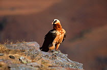 Bearded vulture (Gypaetus barbatus) Giants castle, Natal Drakensburg, South Africa