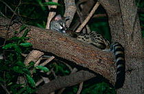 Large spotted genet in tree (Genetta tigrina) Kruger NP, South Africa