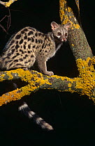 Small spotted genet in tree (Genetta genetta) Alicante, Spain