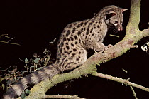 Small spotted genet in tree, Alicante, Spain