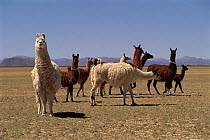 Llama herd (Llama glama) Andes NW Argentina Laguna de Los Pozuelos NP